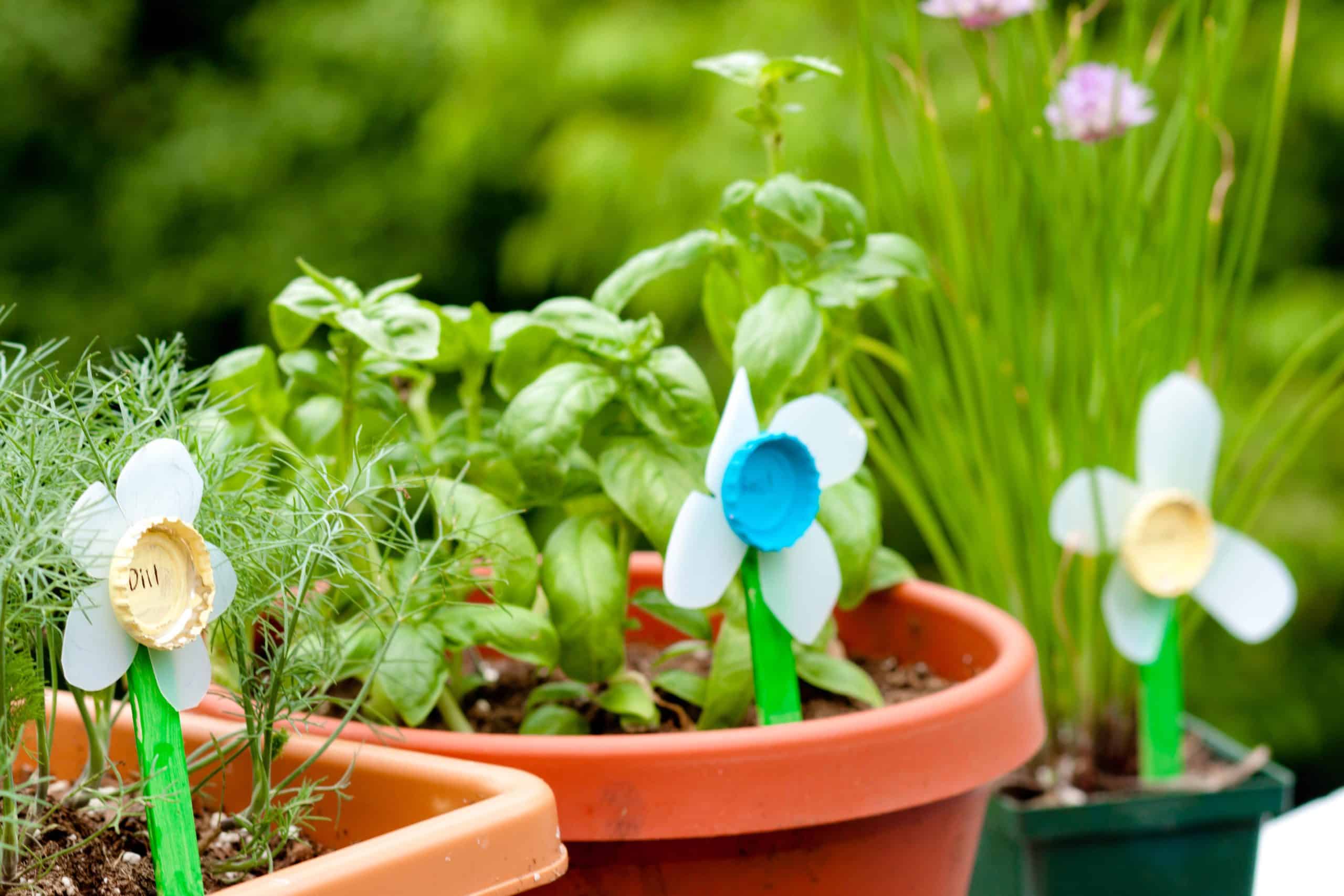 Recycled bottle cap flower markers labeled dill and placed in herb pots with basil and chives in a backyard garden.