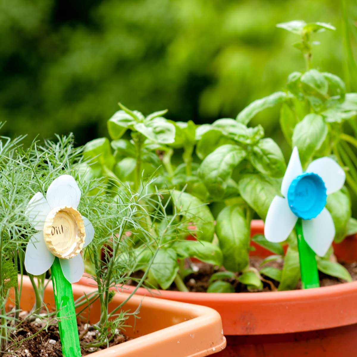 Kid-made garden markers are in pots of fresh herbs.