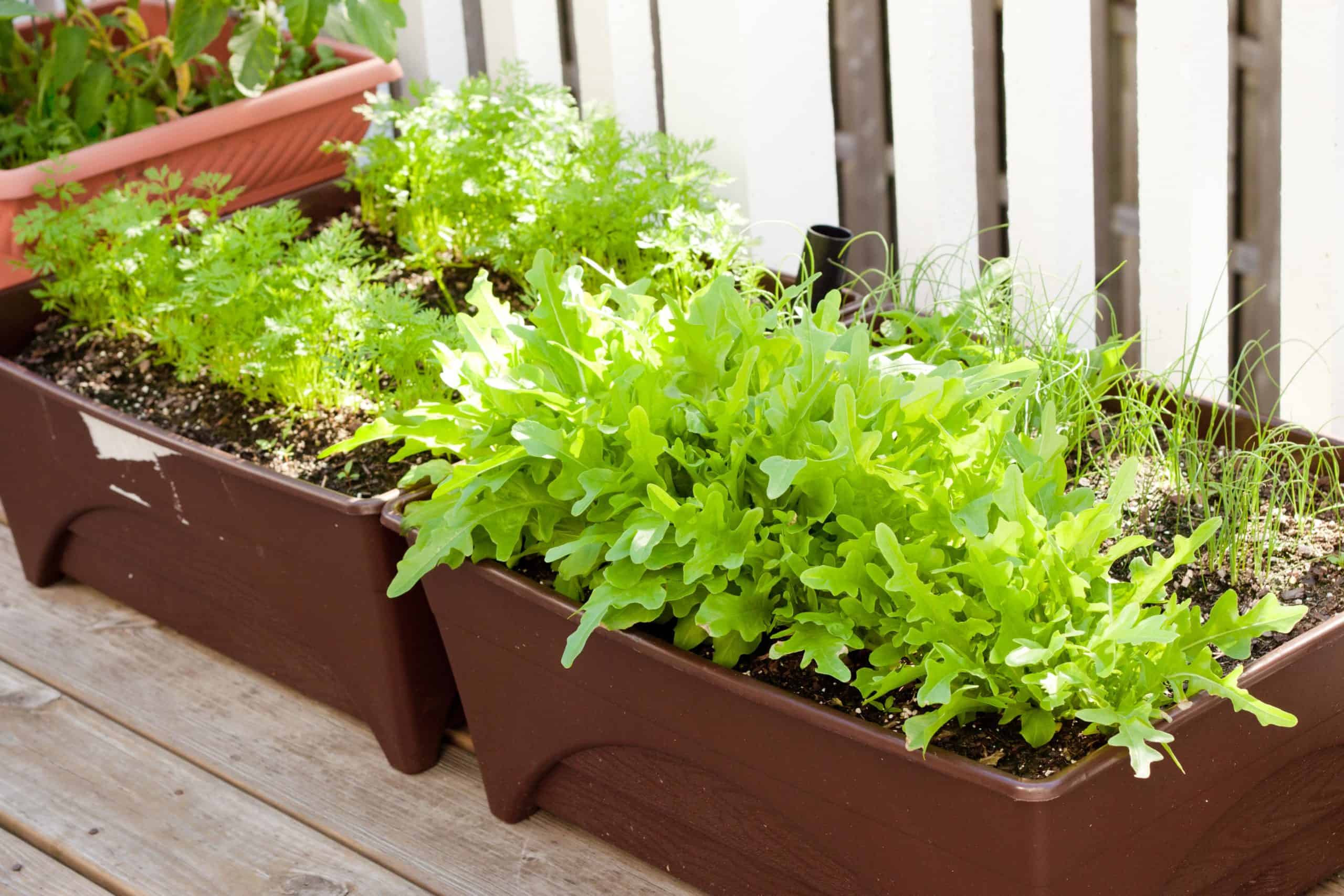 Fresh arugula growing at the base of a tomato plant in a container garden.