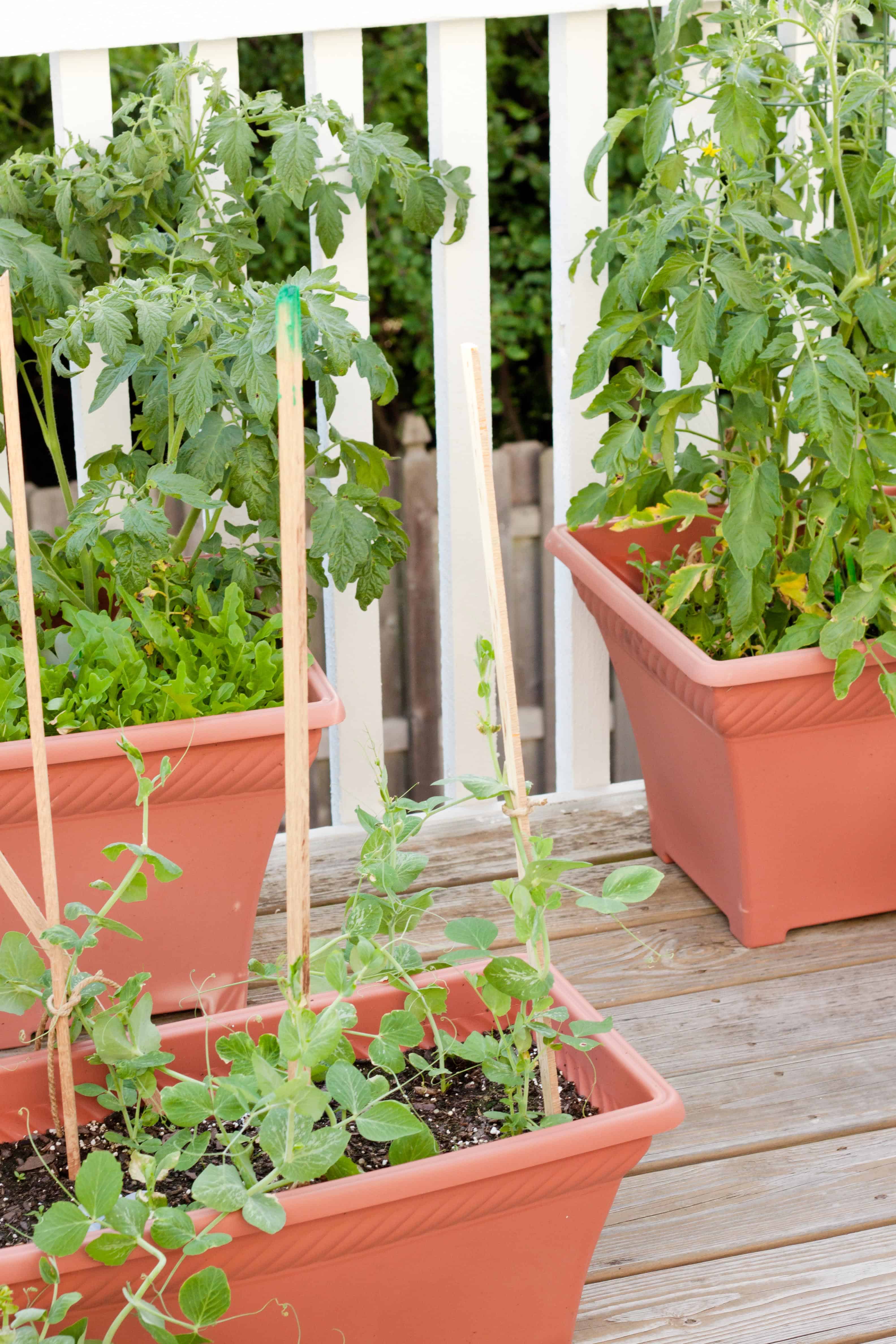 Fresh arugula growing at the base of a tomato plant in a container garden.