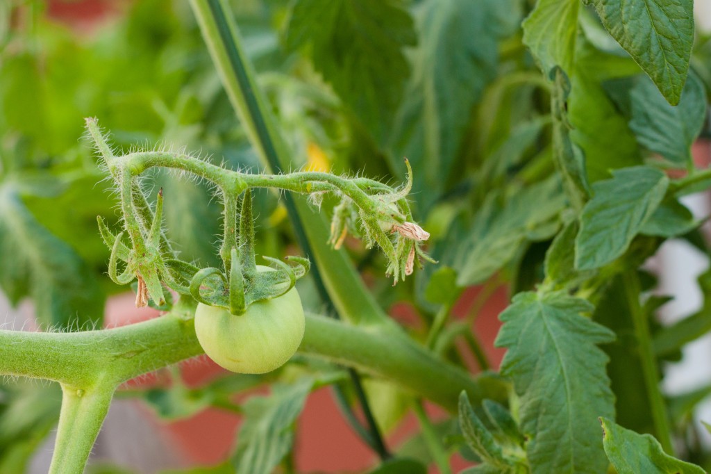 A baby green tomato growing on a tomato vine in a container garden.