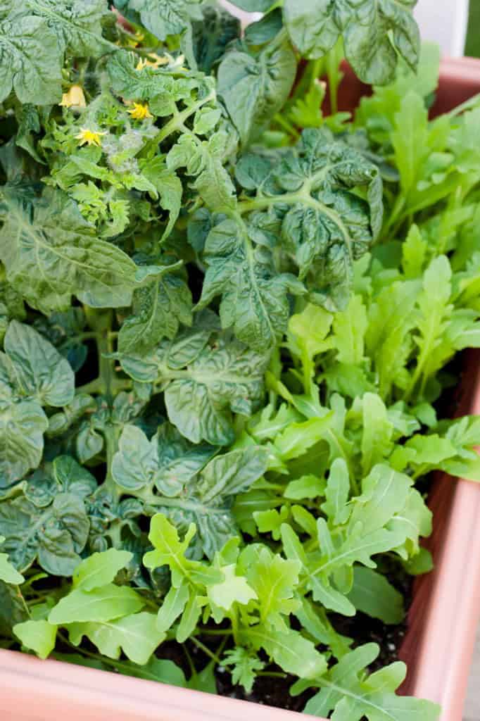 Fresh arugula growing at the base of a tomato plant in a container garden.