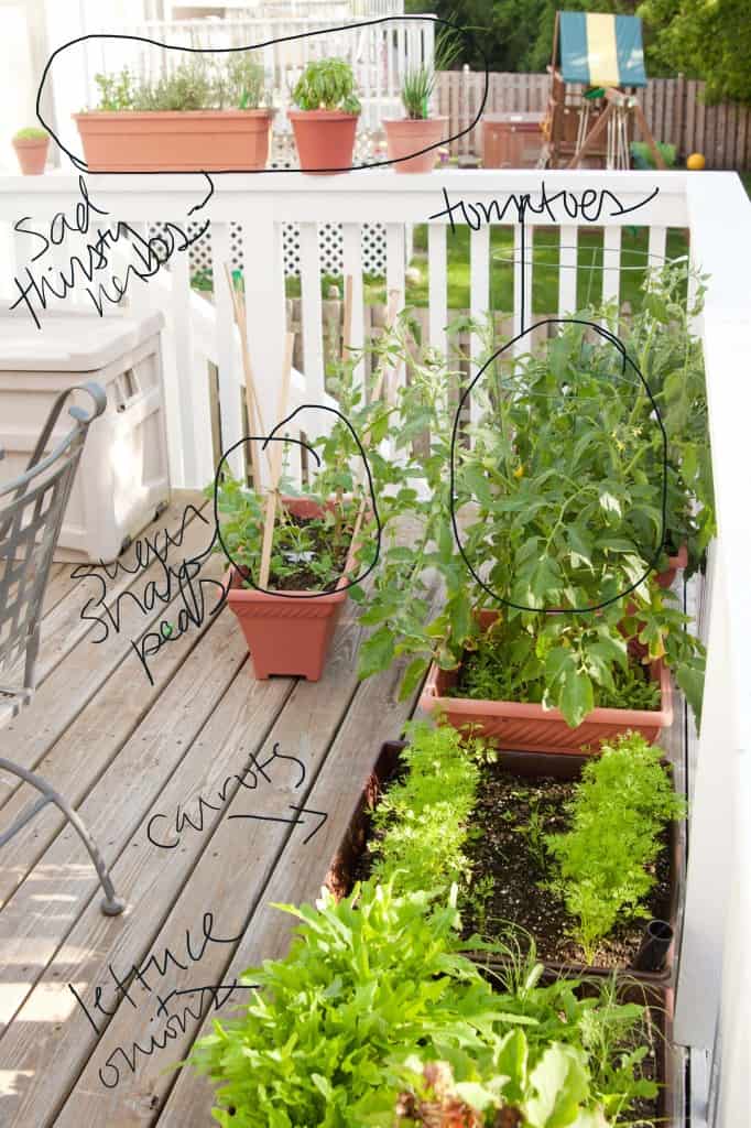 Vegetable Container Gardens for Beginners