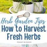 The photo collage shows a patio herb garden next to fresh basil and tomatoes on the kitchen counter.