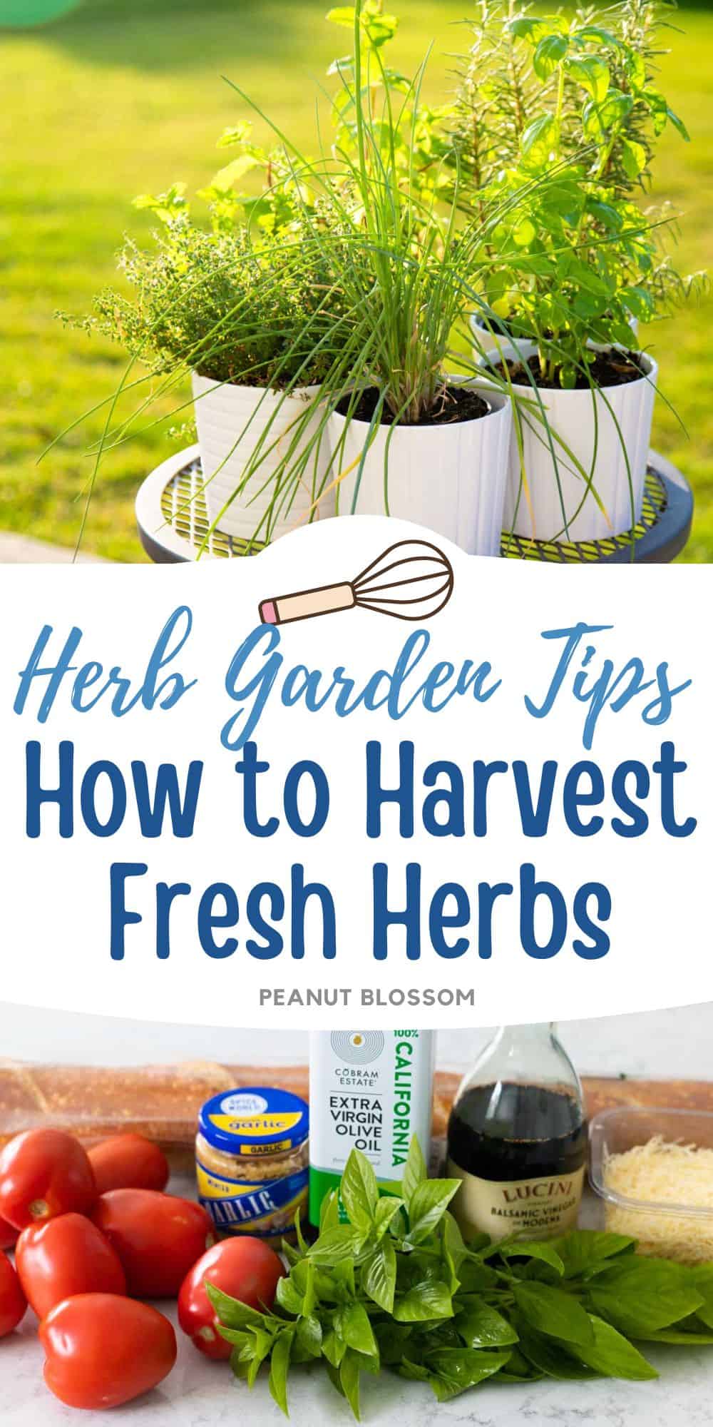 The photo collage shows a patio herb garden next to fresh basil and tomatoes on the kitchen counter.