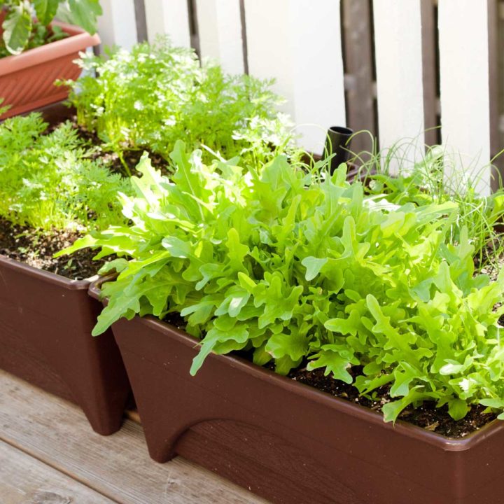 Patio containers show growing lettuce and herbs.
