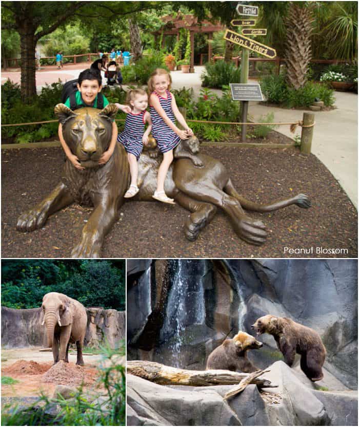 4 reasons to visit: a Riverbanks Zoo review