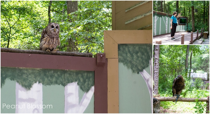 A day at the Carolina Raptor Center in Charlotte, NC