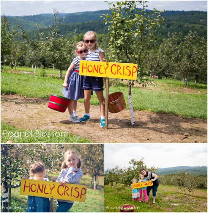 Apple picking at Sky Top Orchard, an easy Charlotte day trip