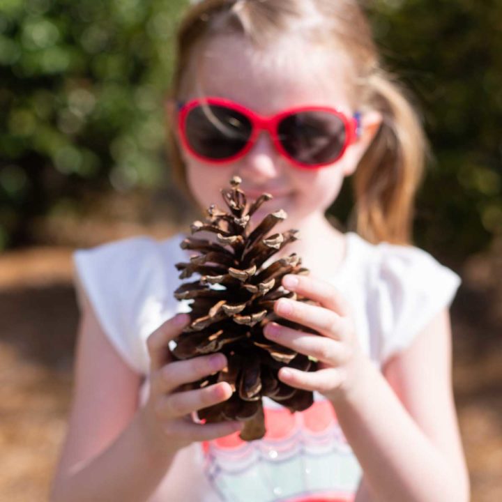 A young girl holds a giant pinecone.