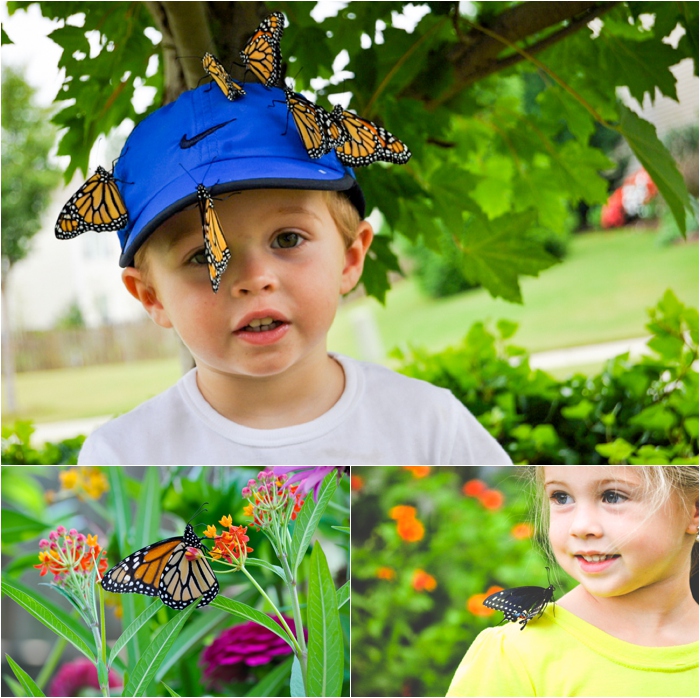 Planting a butterfly garden for kids