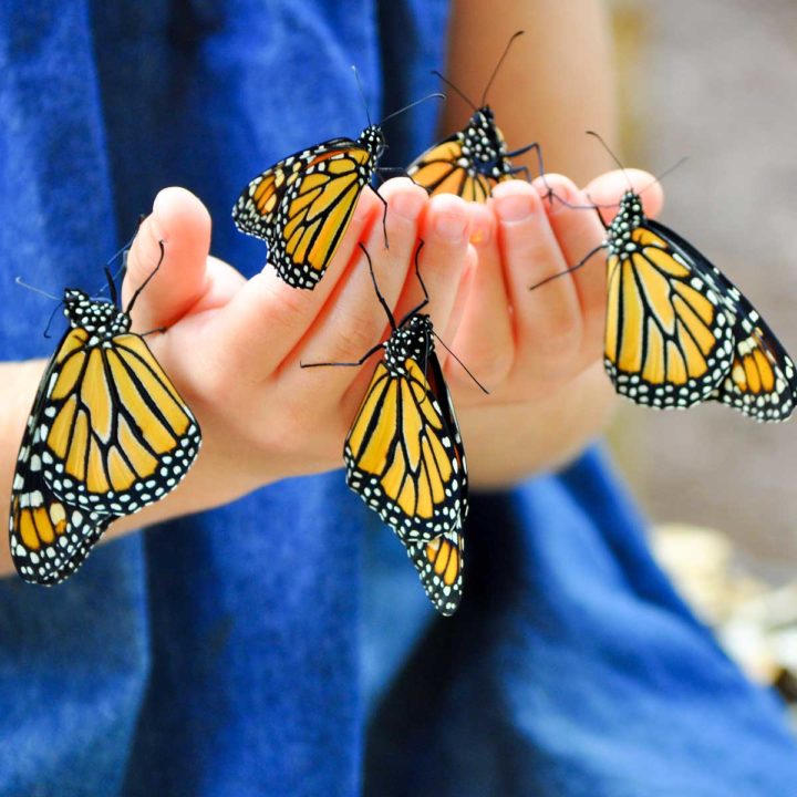 A young child's hands are covered in Monarch Butterflies.