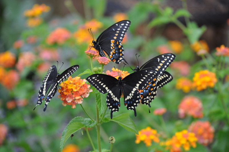 Planting a butterfly garden for kids