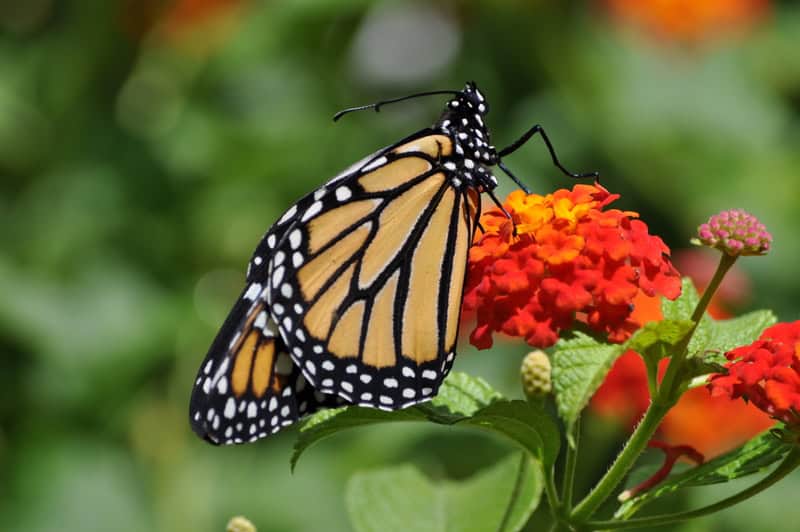 Planting a butterfly garden for kids