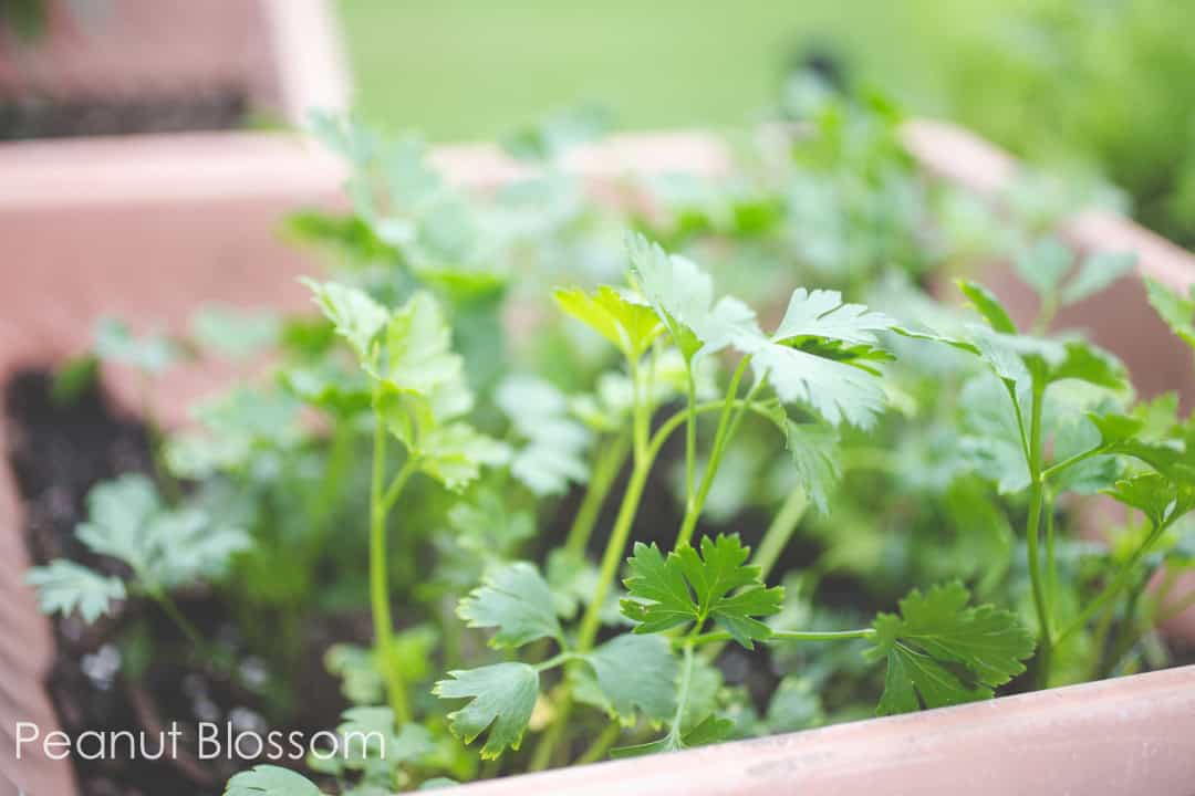 Planting a butterfly garden for kids