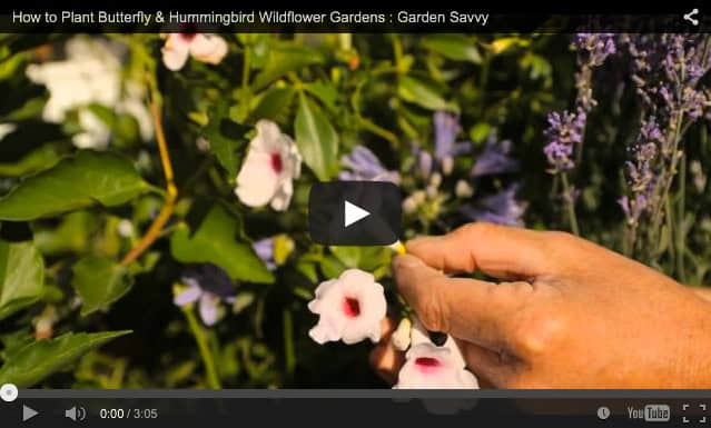 Planting a butterfly garden for kids