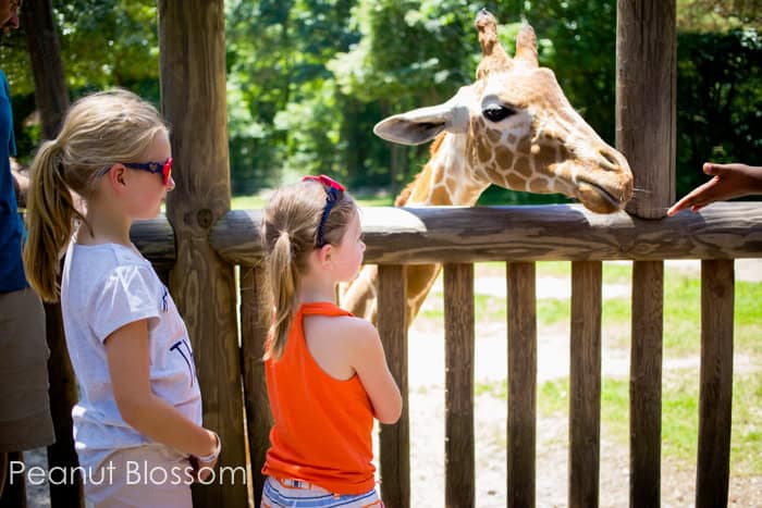 Wild times with the animals at Riverbanks Zoo