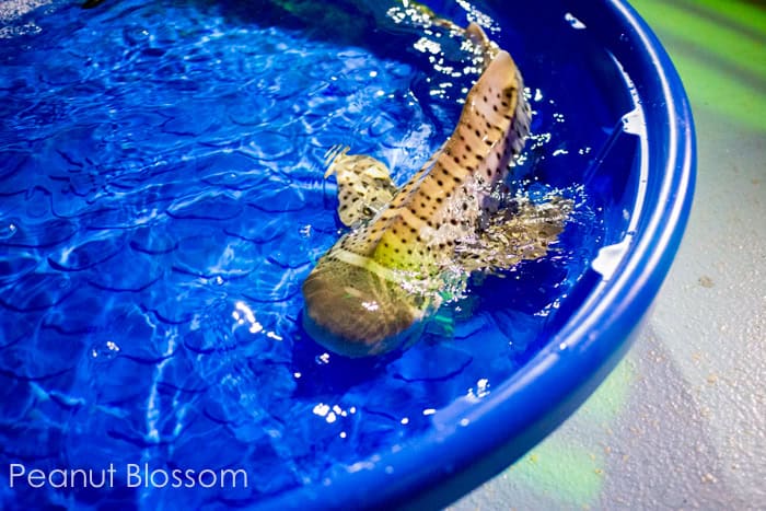 The Charlotte aquarium: SEA LIFE in Concord does a shark release