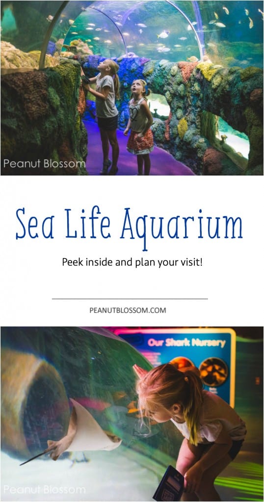 The Charlotte aquarium: SEA LIFE 