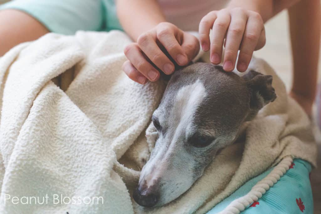 How to tell your kids it's time to put your dog to sleep