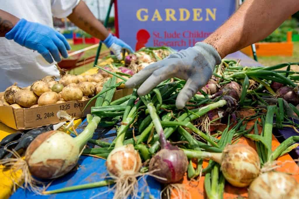 Fresh vegetables picked from the St. Jude garden on a table.