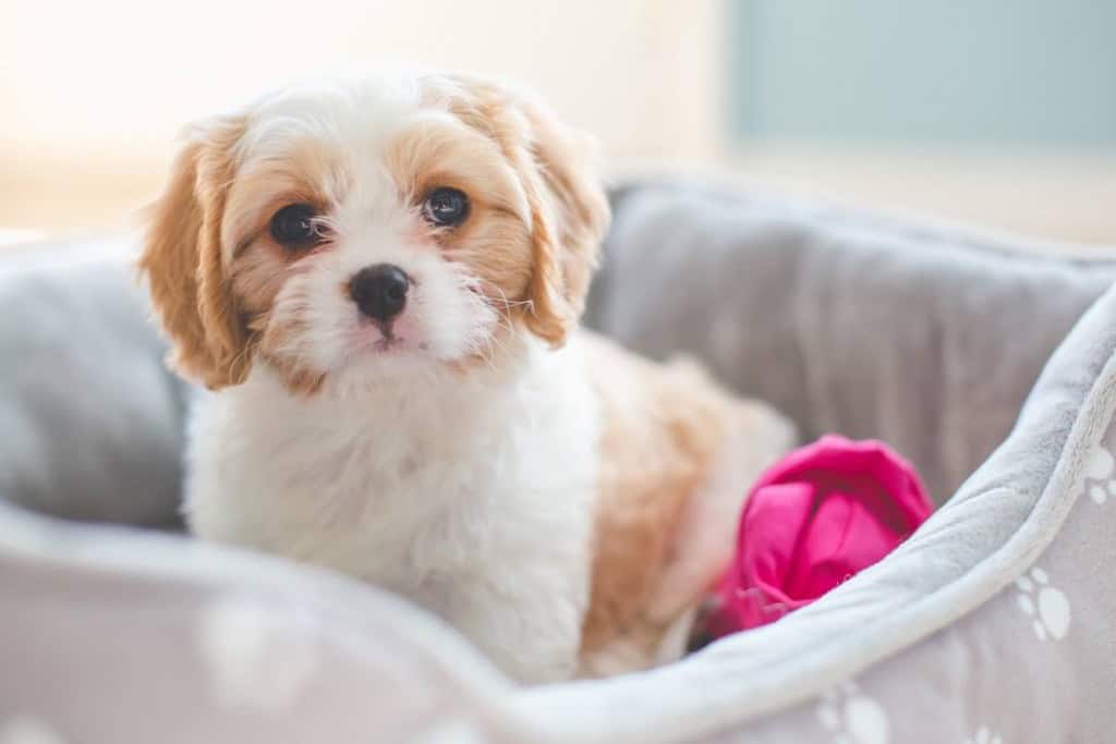 Our Cavachon puppy Meet Daisy Mae