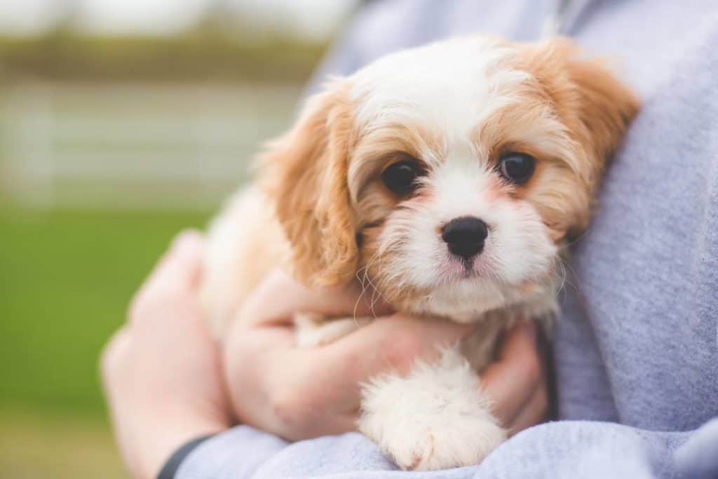 Meet Daisy Mae the Cavachon