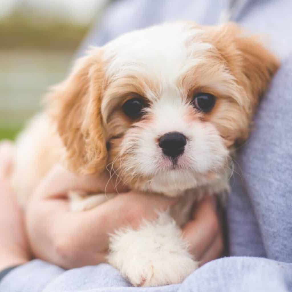 Our new cavachon puppy is being held in the arms of a man.