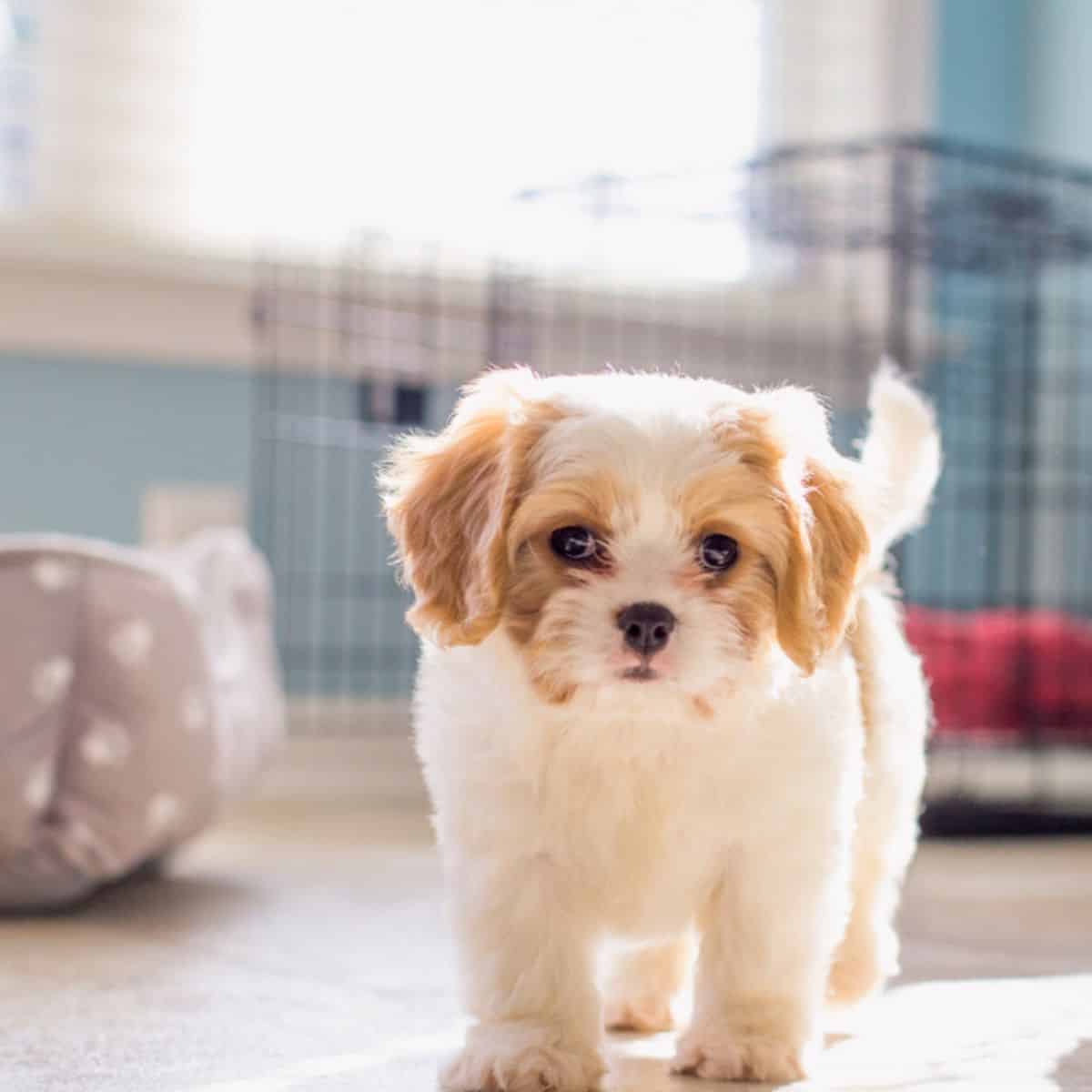 A baby puppy in the kitchen, you can see her crate and dog bed in the back.