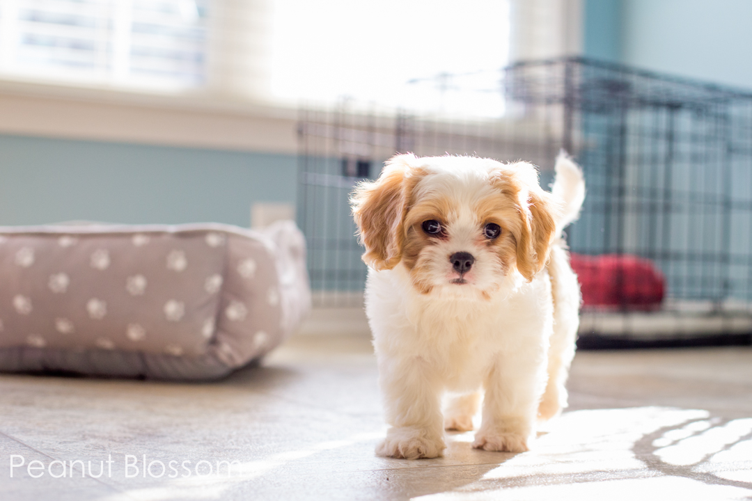 5 mistakes to avoid when bringing a new puppy home to your