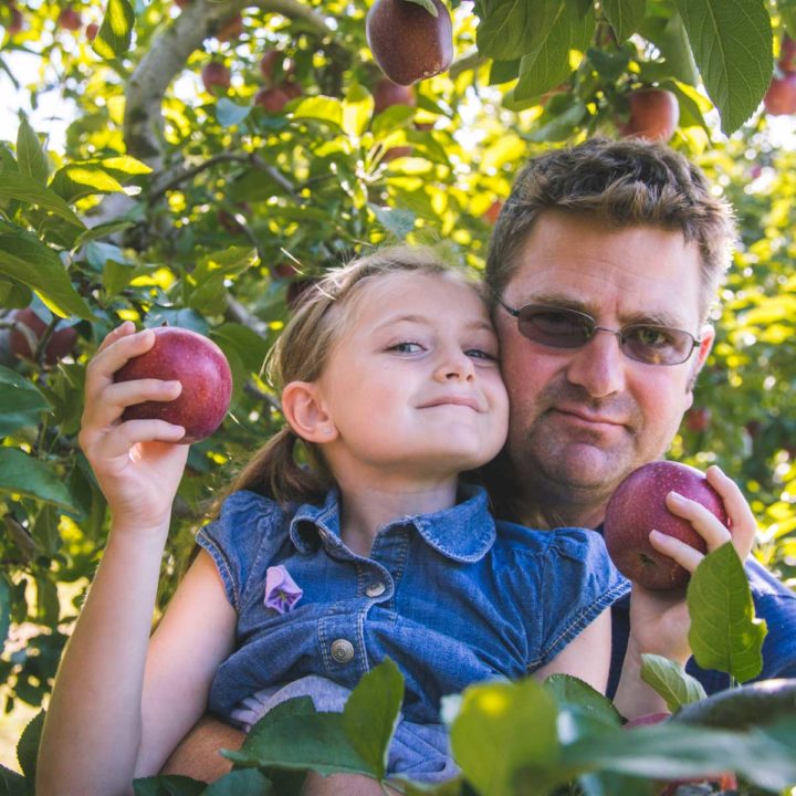 A girl and her dad are picking apples at an orchard.