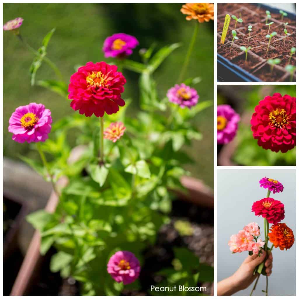 How to set up a cut flower garden for beginners