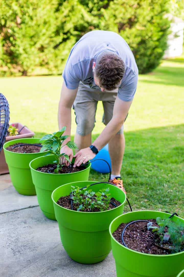 A man arranges a container garden with a drip watering system.