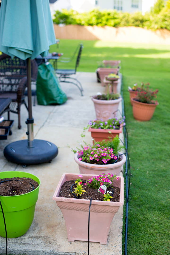 A cut flower garden in containers is being watered by a drip watering system.