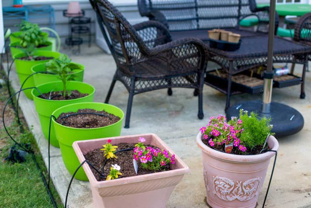 How to Set Up a Cut Flower Garden for Beginners