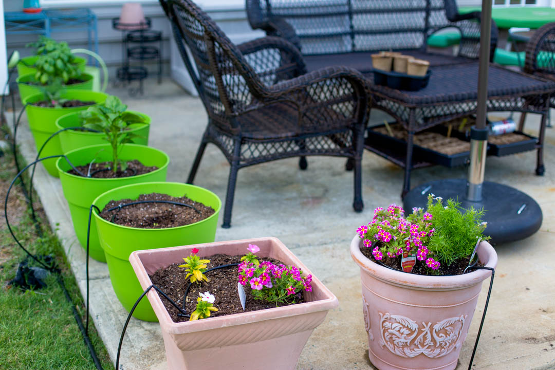 A drip watering system waters a container garden on a patio.