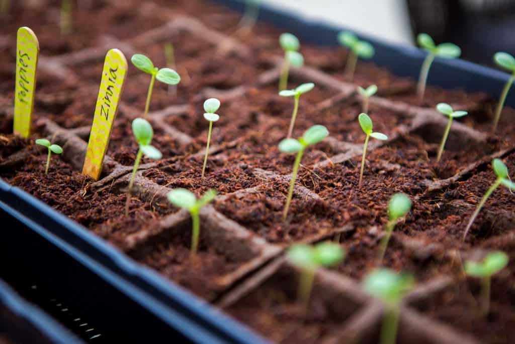 A seed tray filled with baby green sprouts.