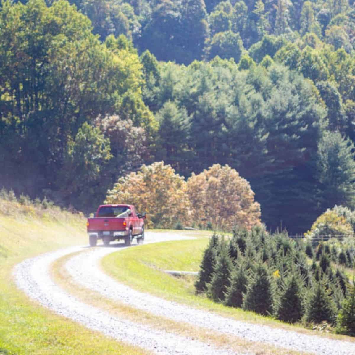 A classic red truck is driving around the bend of a Christmas tree farm in the mountains of North Carolina