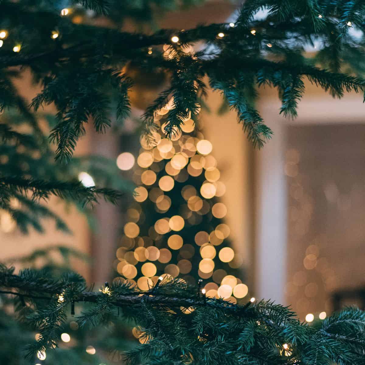 A twinkle tree in the background is seen through tree branches.