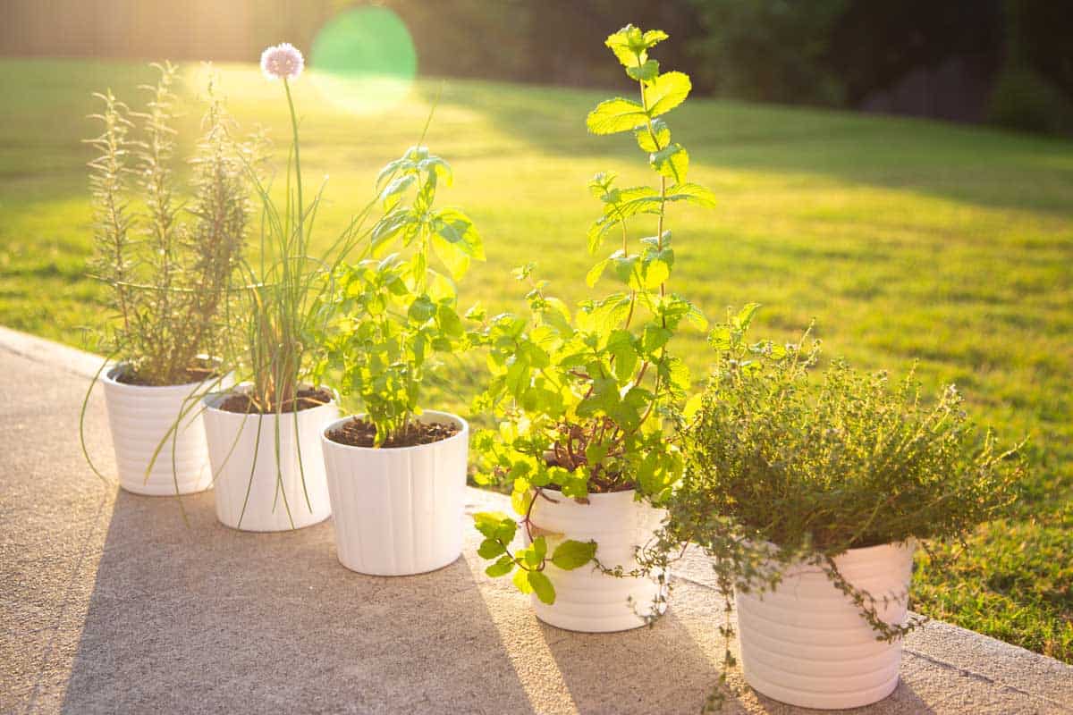 A row of herb pots are growing on a patio.