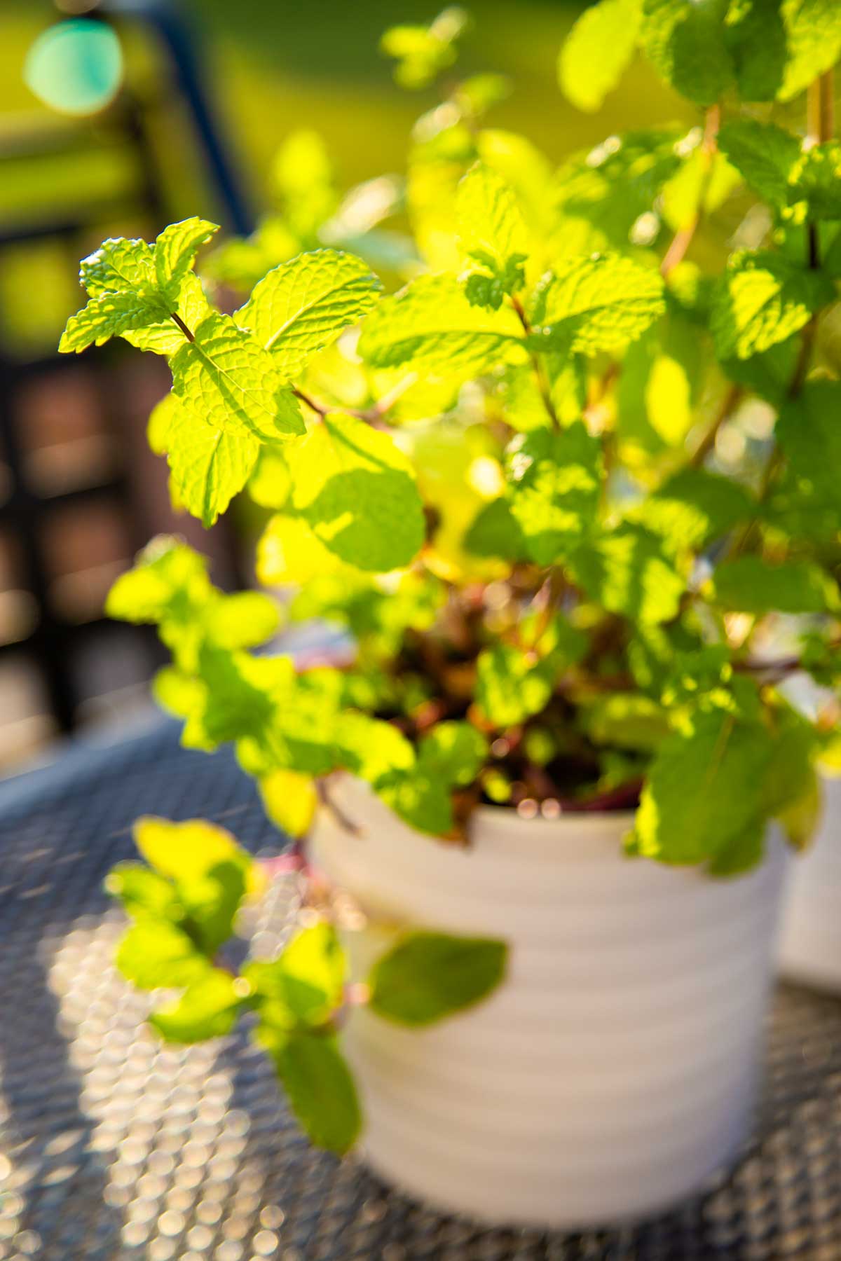 Fresh mint plant is growing in a white pot on a patio.