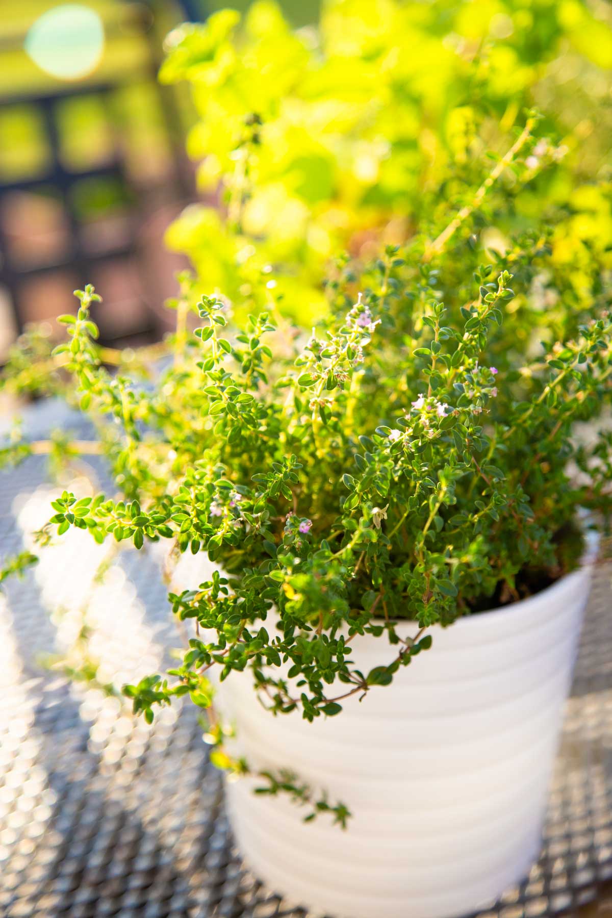 A fresh thyme plant is growing on a patio.