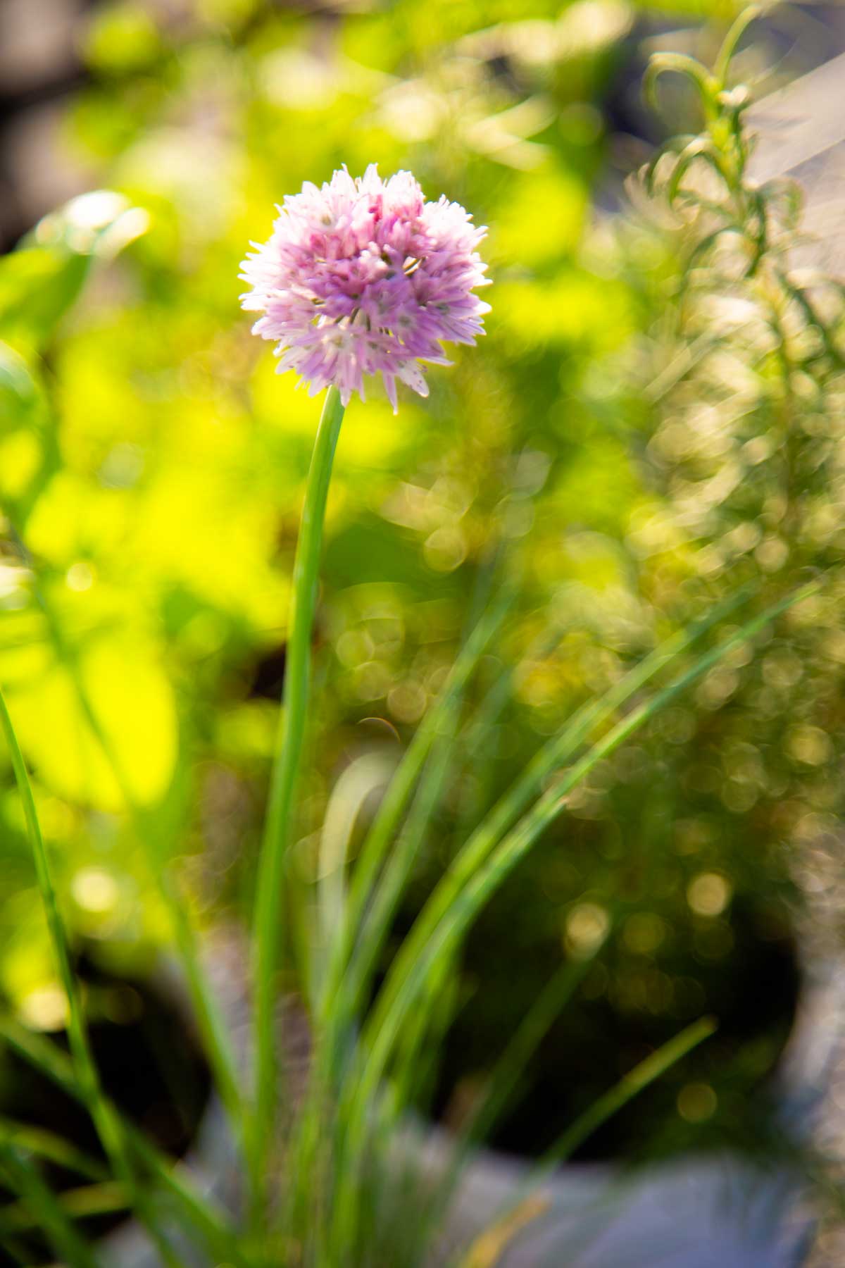 A purple chive blossom is growing on a fresh chives plant in an herb container garden. 