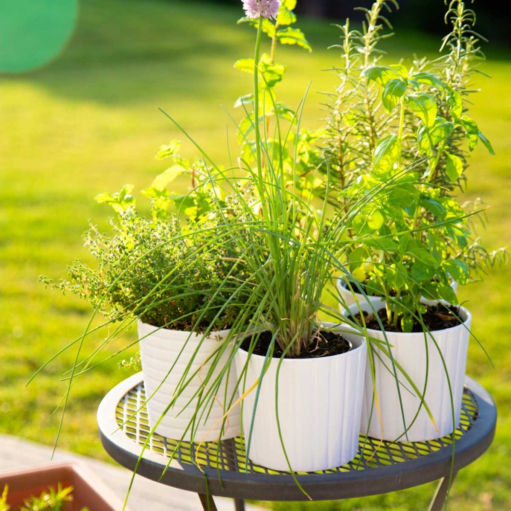 How to Harvest Herbs from Container Gardens