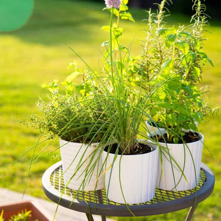 A collection of herb containers in a patio garden.