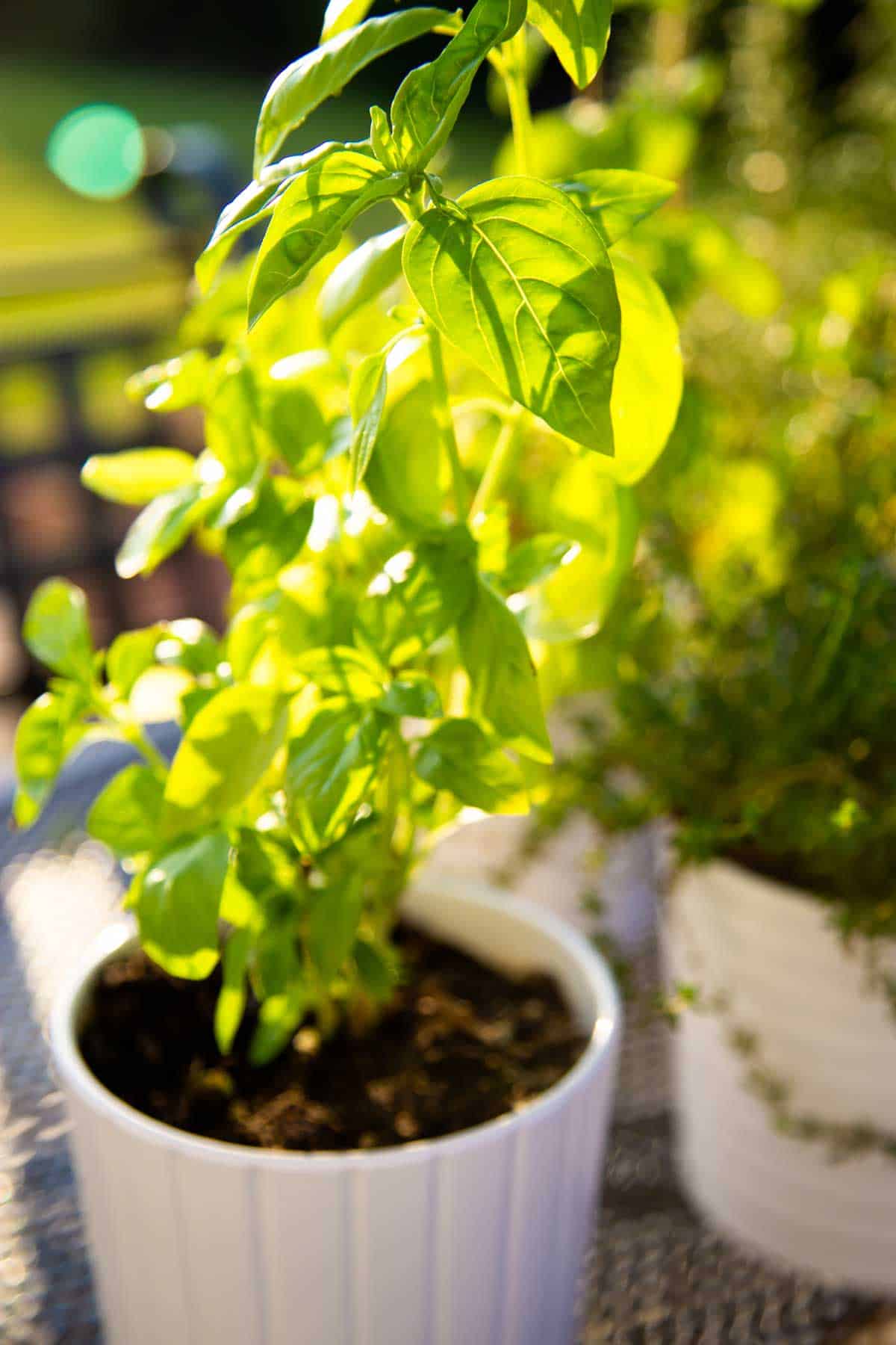 A pot of fresh basil in a patio garden filled with vegetables.